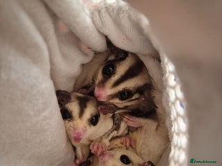 Gouramis fish - Advert 3