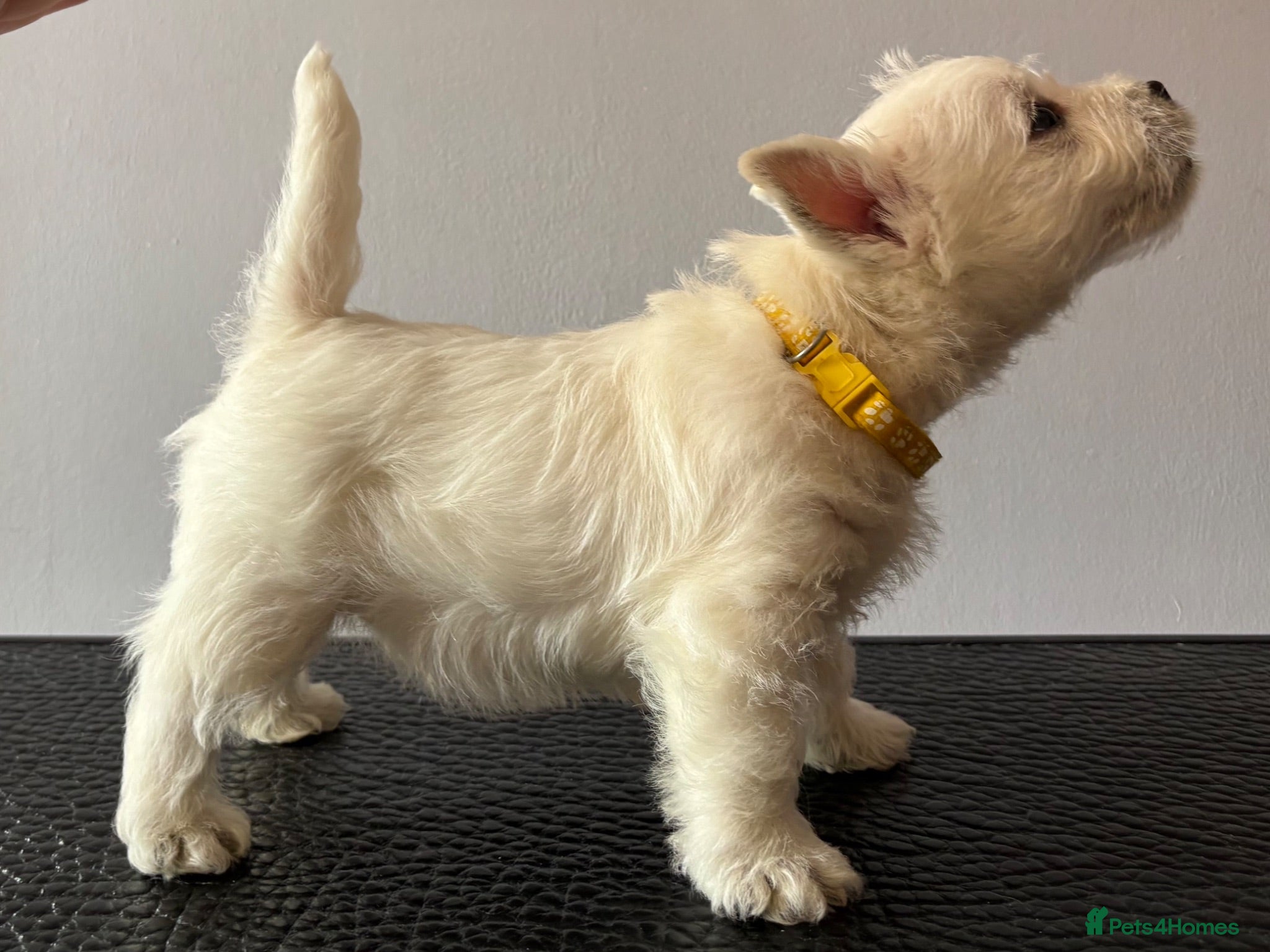 West Highland Terrier dogs TWO BOYS AVAILABLE!!KC gorgeous Westies puppies - Advert 11