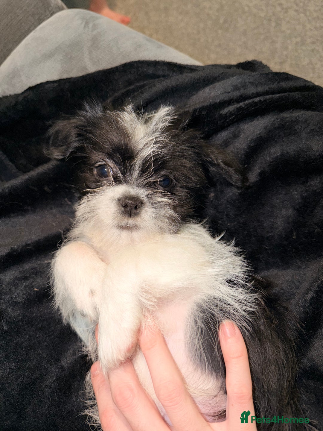 Zuchon dogs for sale: Shihzu x Bichion x Westie - Advert 8