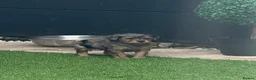 Mixed Breed dogs for sale:  🐾 READY NOW - Cavapoochon Puppies 🐾 - Advert 19
