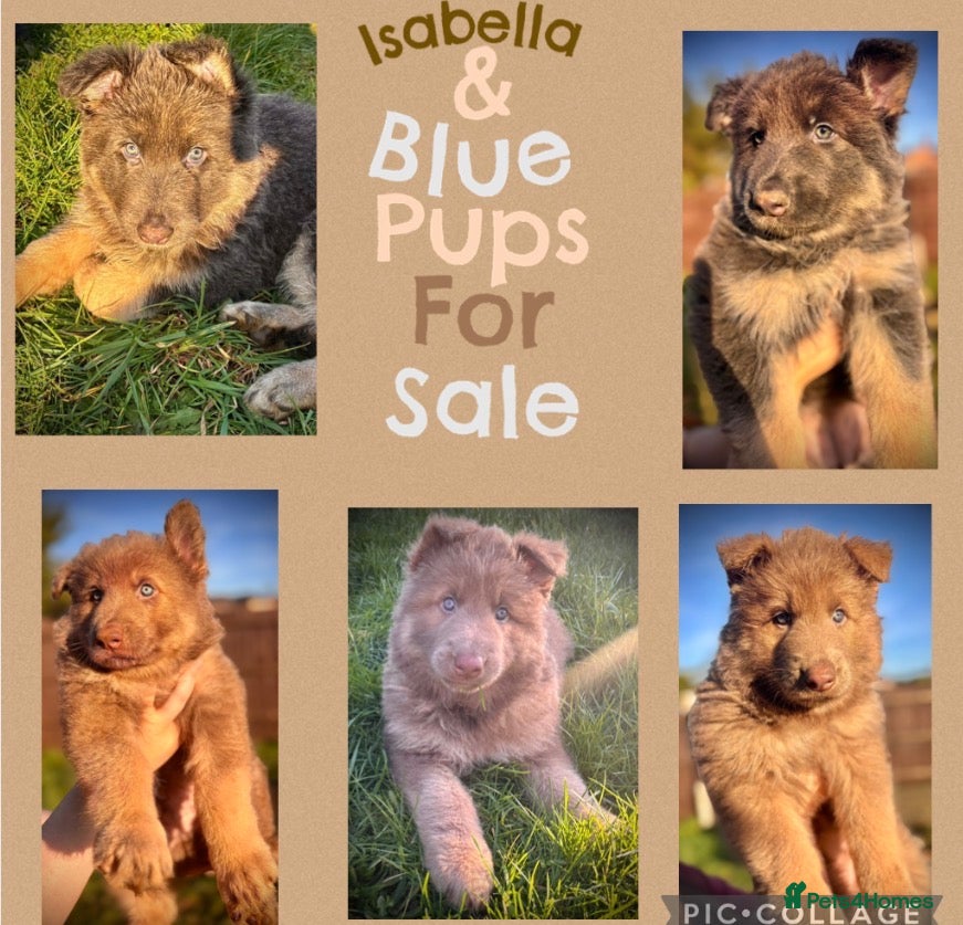 German Shepherd dogs ISABELLA & BLUE GSD PUPPIES *STUNNING* - Advert 3