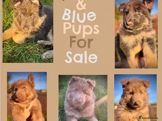 German Shepherd dogs ISABELLA & BLUE GSD PUPPIES *STUNNING* - Advert 3