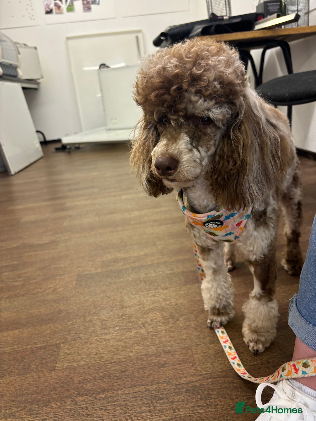 Cockapoo dogs for sale: Health tested Toy Cockerpoos - Advert 8