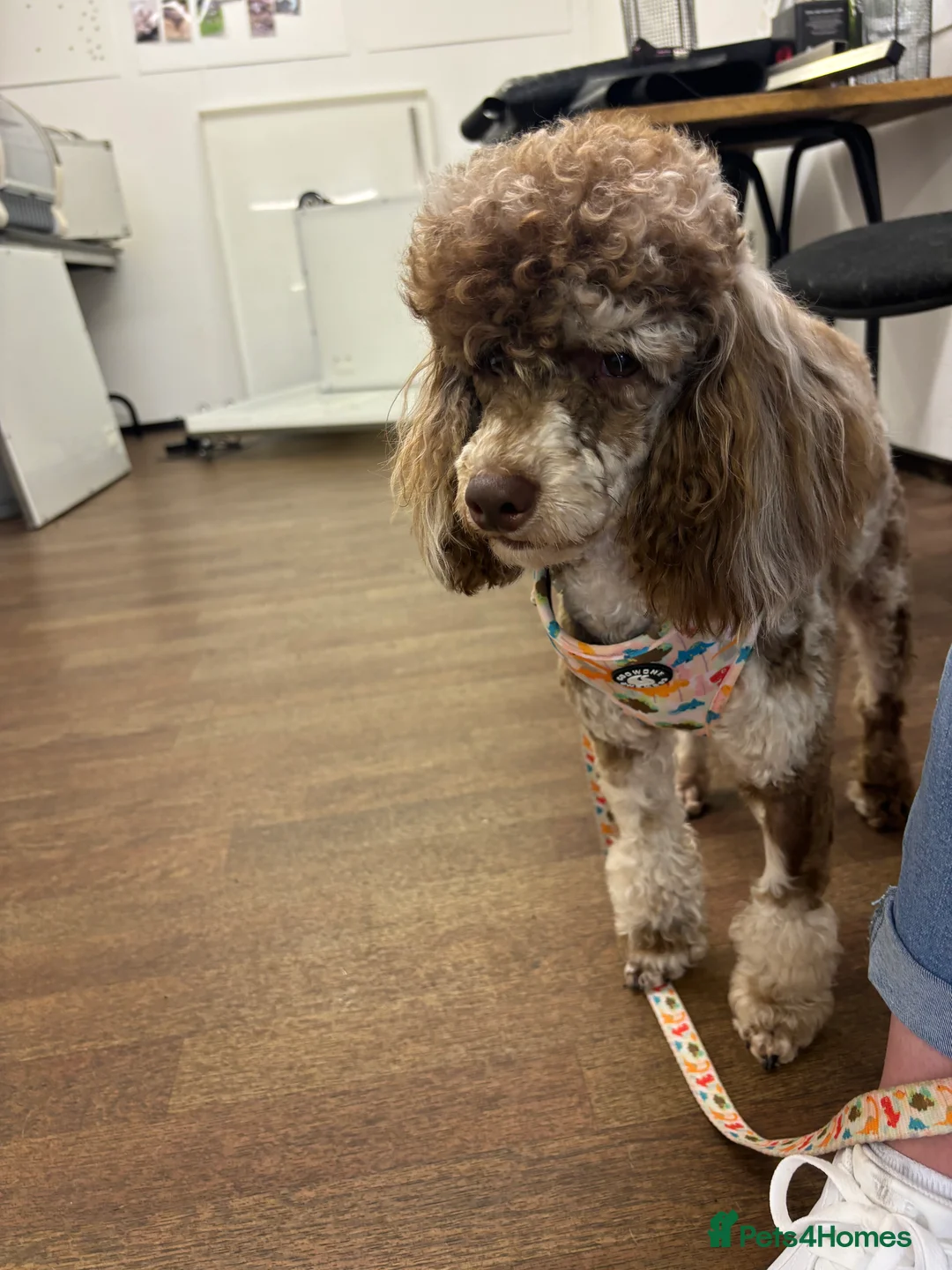 Cockapoo dogs for sale: LAST BOY REDUCED- Health Tested toy cockerpoos  - Advert 3