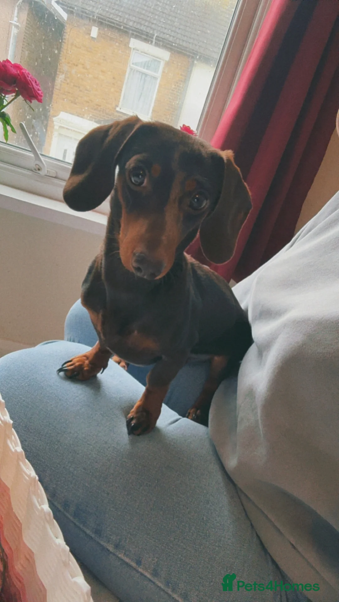 Miniature Dachshund dogs for stud: Mini Dachshund  - Advert 7