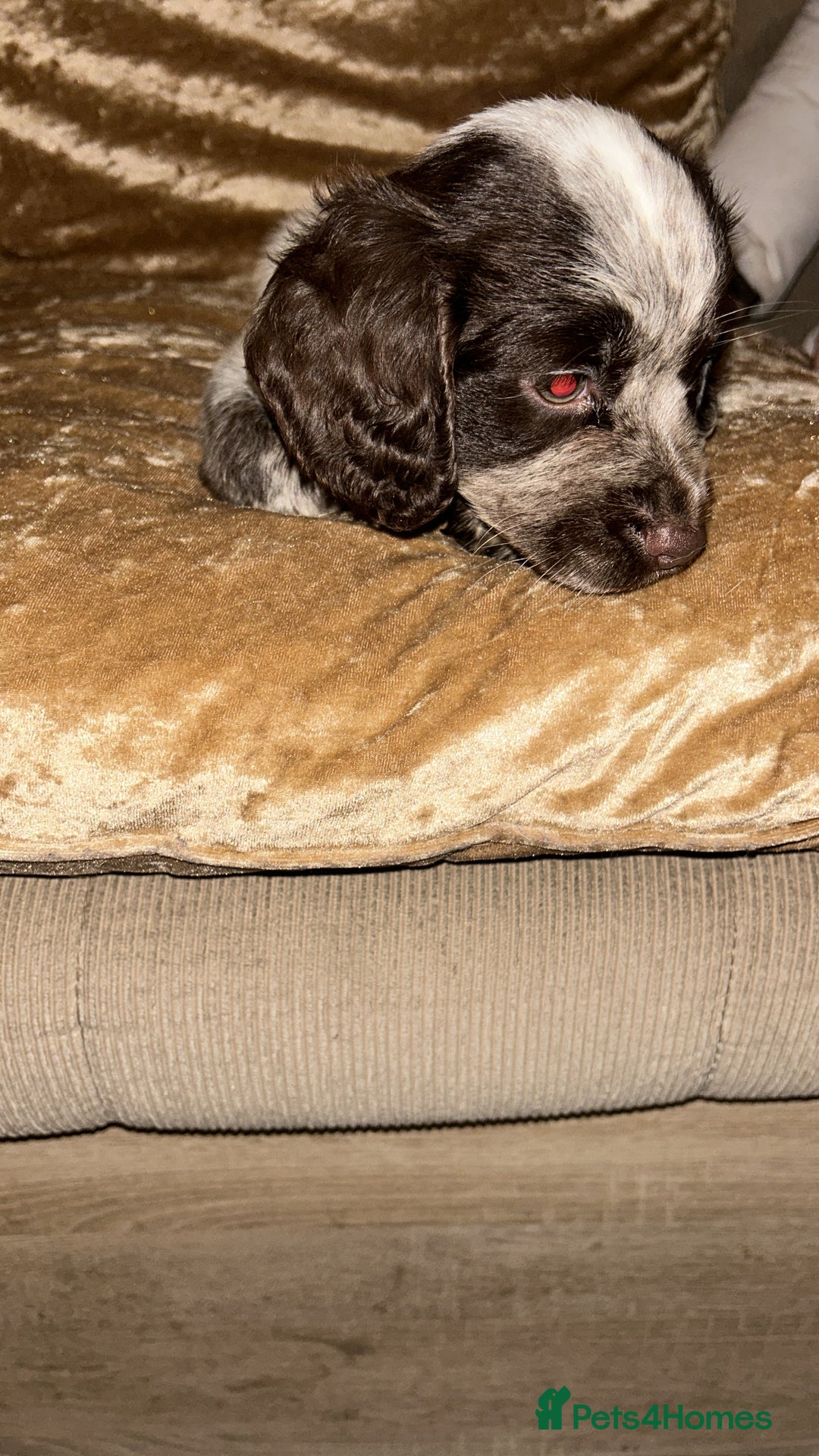 Cocker Spaniel dogs for sale: One adorable girl left  - Advert 5