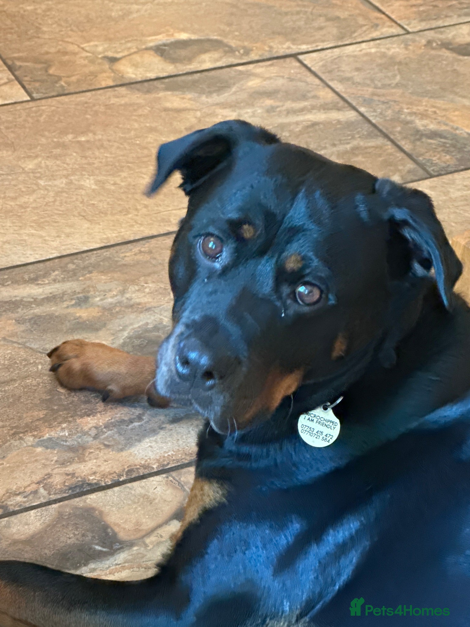 Rottweiler dogs Beautiful Family Rottweiler Girl Adult 4.5 yrs - Advert 1
