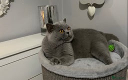 British Shorthair cats for stud: 👑  STUD BLUE CHAMPION BRED EAST MIDLANDS  in Derby - Image 5