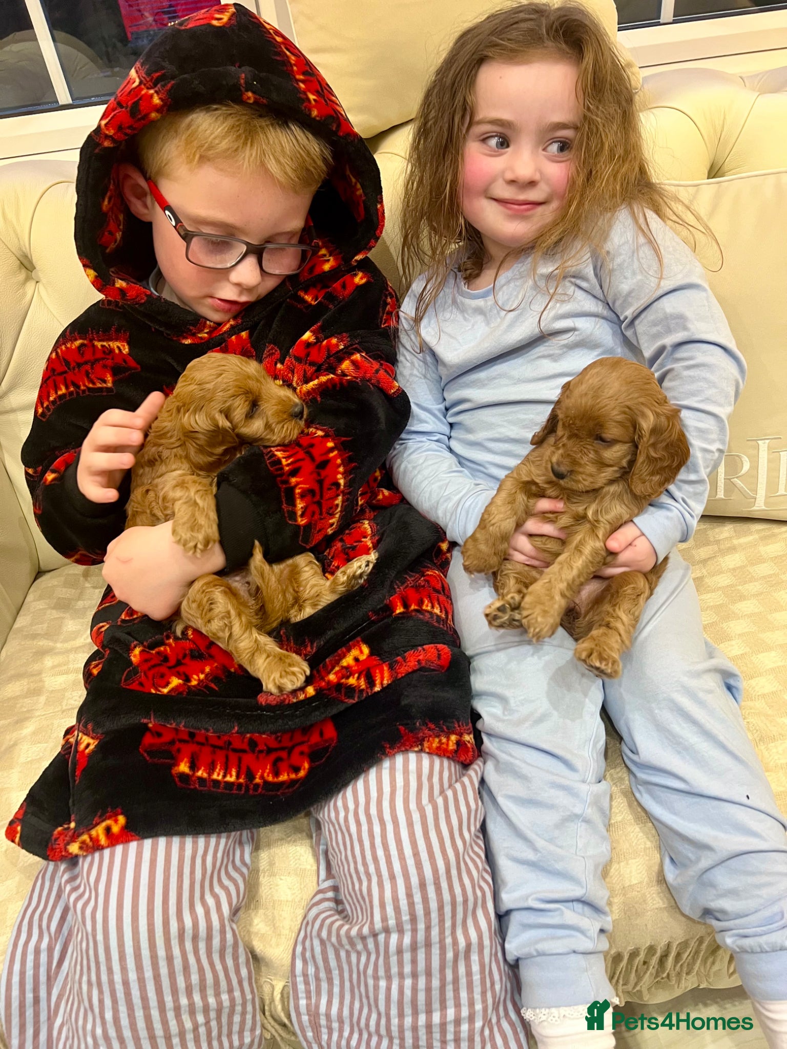 Cockapoo dogs ⭐️Fabulous show type Cockapoo Puppies⭐️ - Advert 2