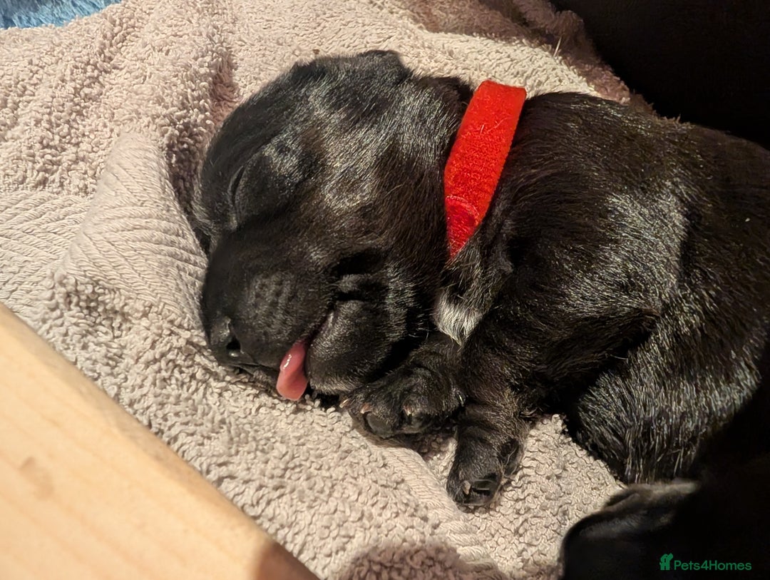 Mixed Breed dogs for sale: Doxie-Dales  - Image 18