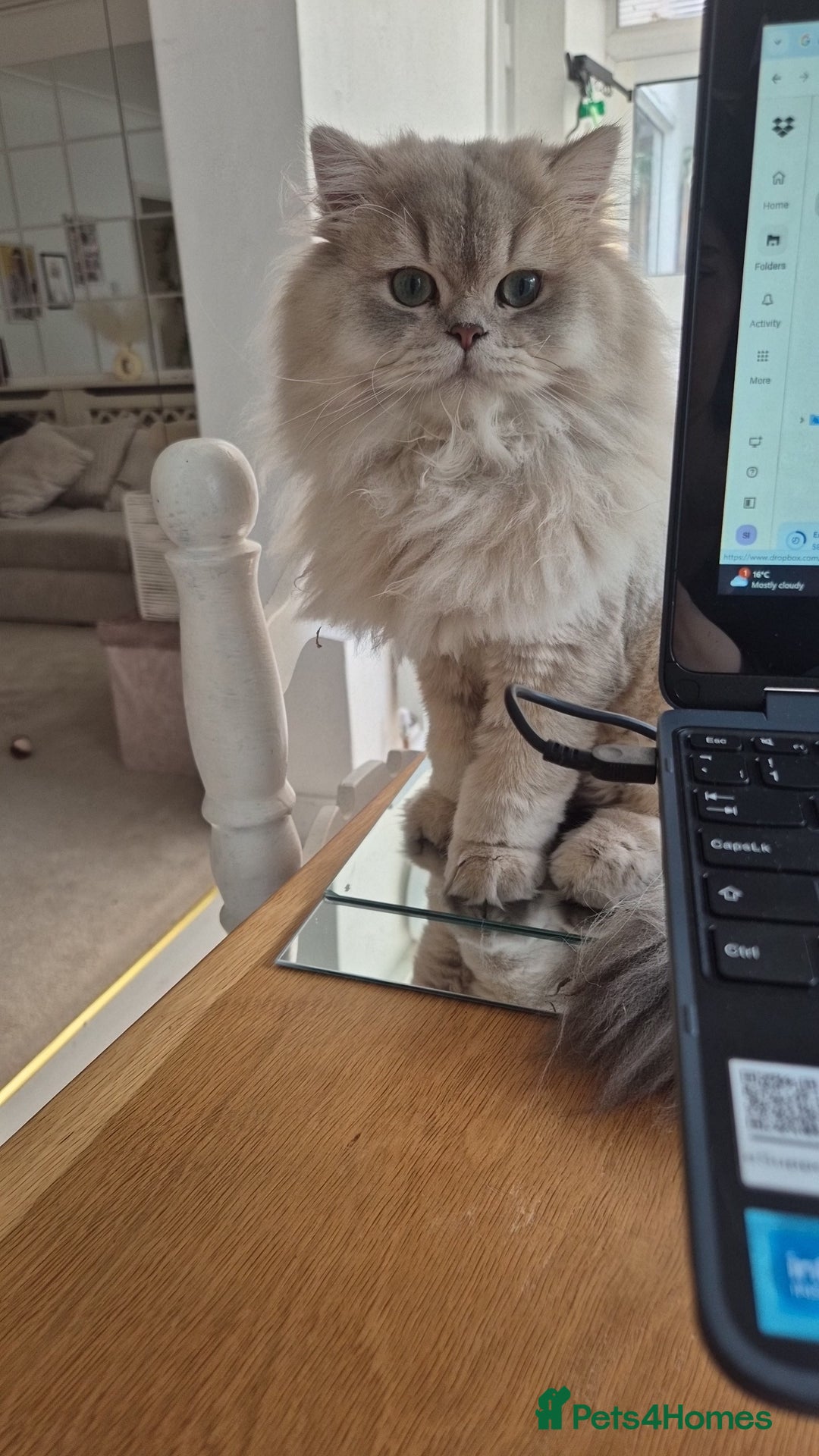 British Longhair cats for stud: Stud (British Longhair  - Image 4