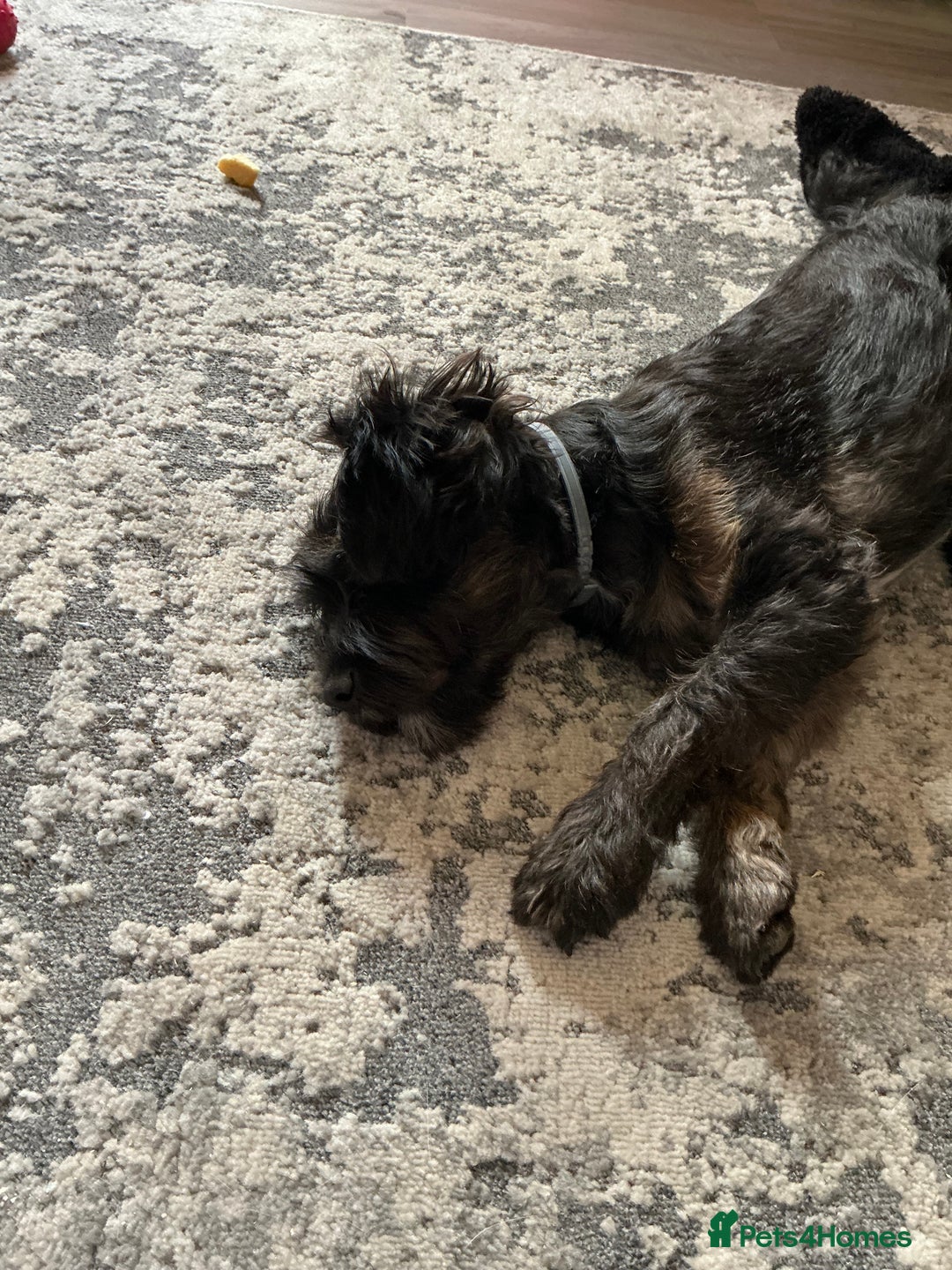 Cavapoo dogs for sale: Cavapoo - Image 2