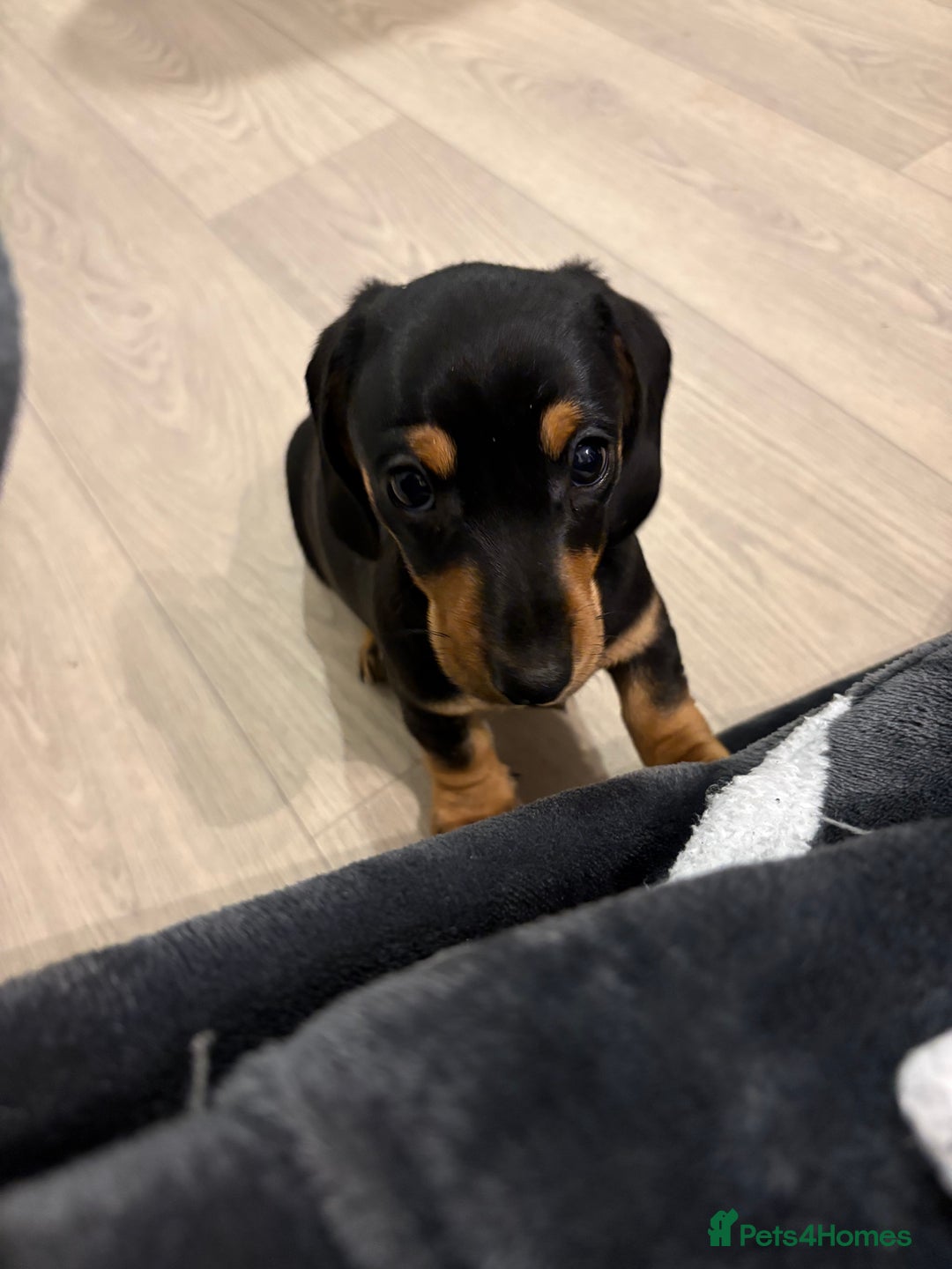 Miniature Dachshund dogs for sale: READY TO LEAVE KC Pedigree Miniature dachshunds - Advert 18
