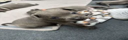 Staffordshire Bull Terrier dogs for sale: Staffordshire Bull Terrier Puppies for Sale in London - Advert 2