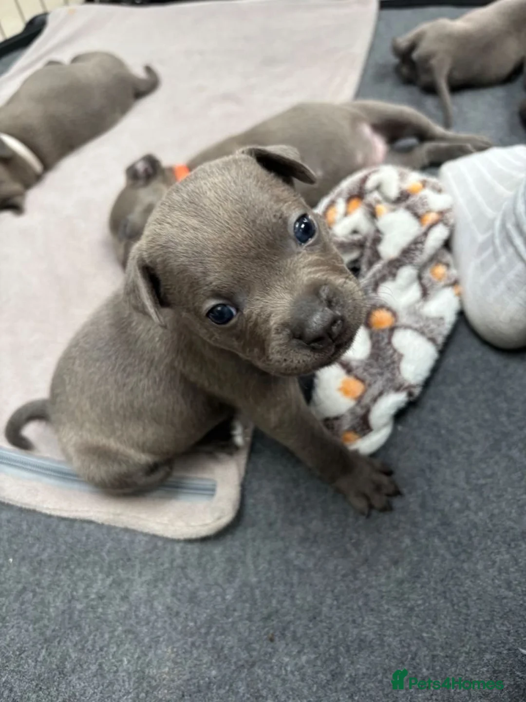 Staffordshire Bull Terrier dogs for sale: Staffordshire Bull Terrier Puppies for Sale in London - Advert 2