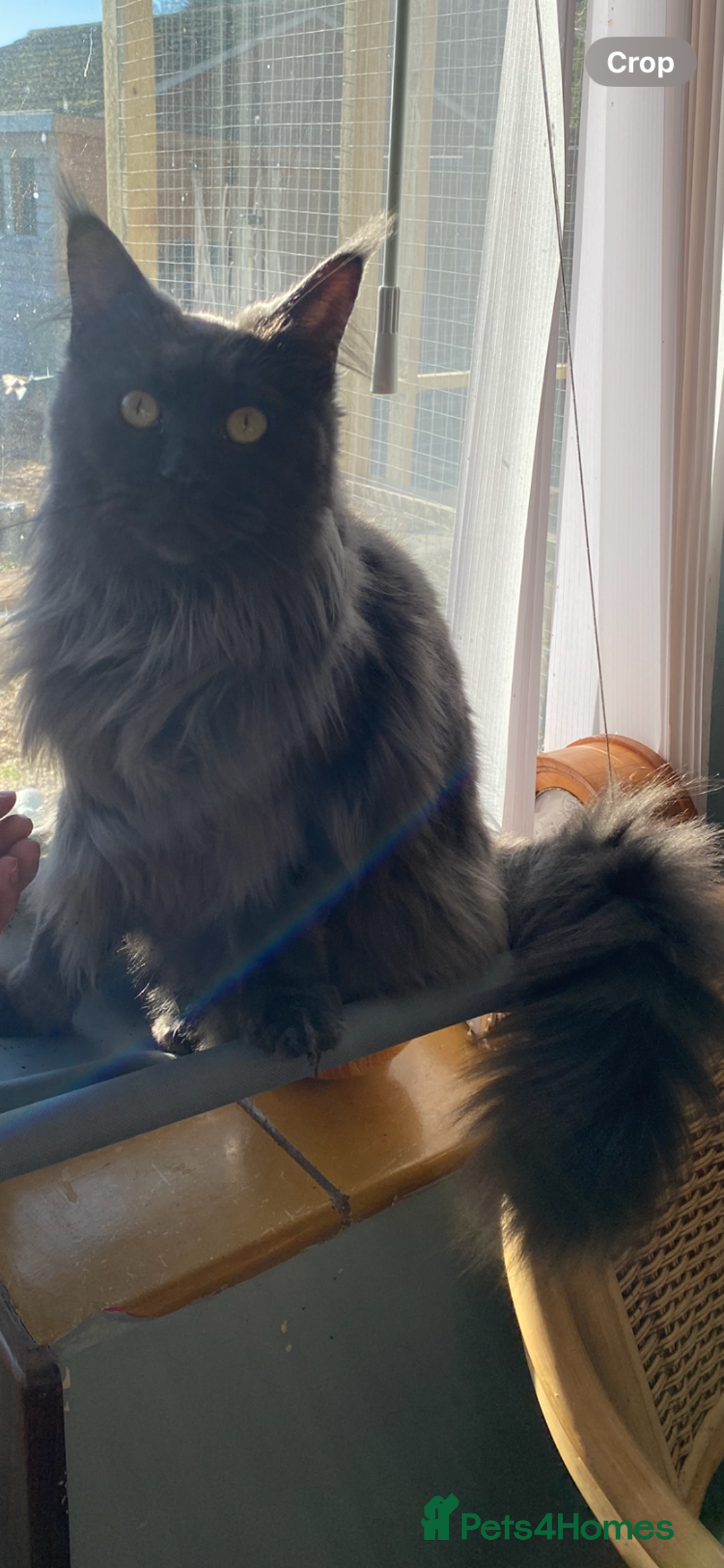 Maine Coon cats for sale: Maine coon boy kitten  - Advert 2