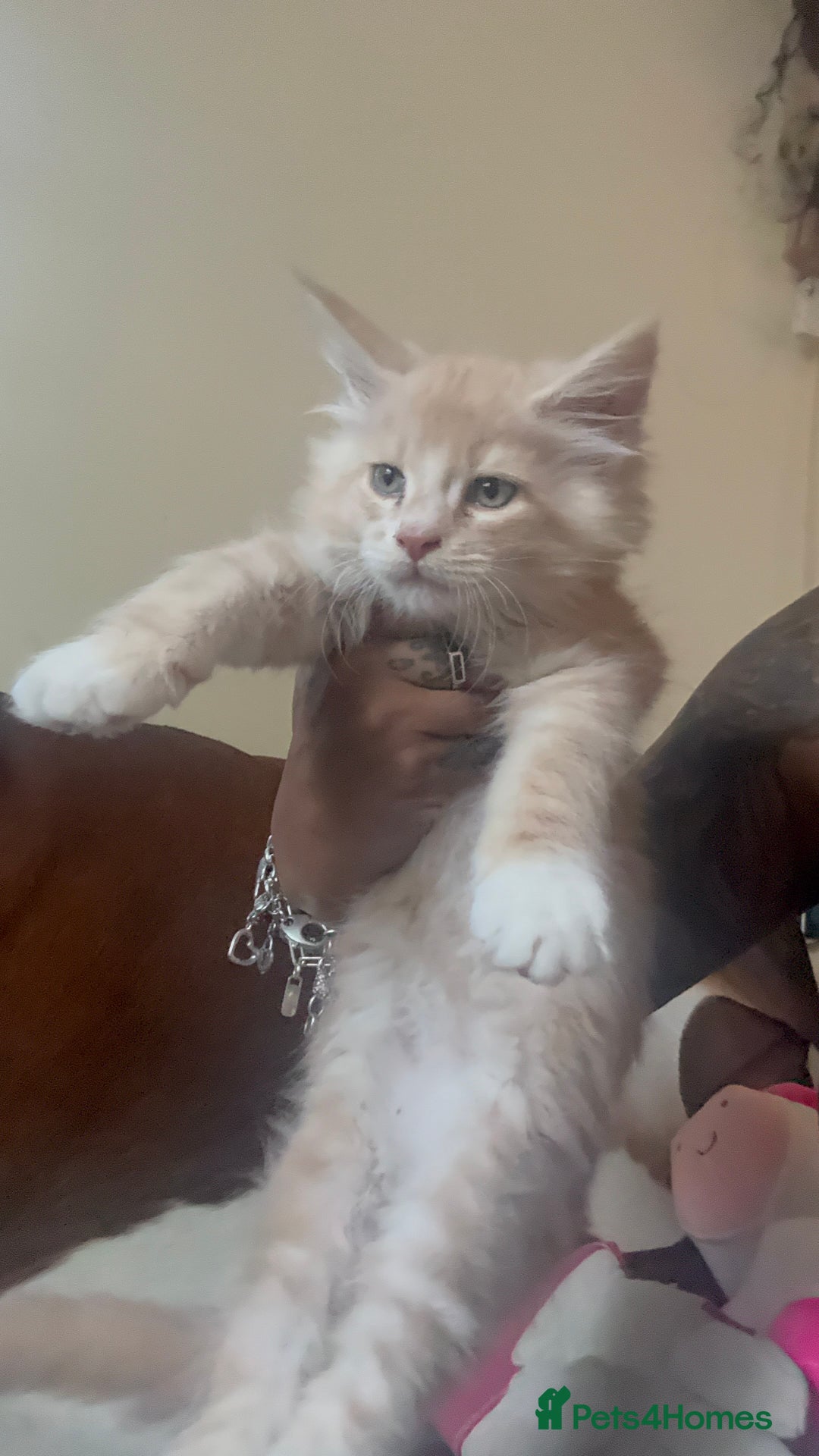 Maine Coon cats for sale: Final kitten left 🧡💛🧡💛 - Image 9