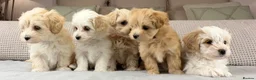 Maltipoo dogs for sale: A BEAUTIFUL ARRAY OF COLOURS AND LOVELINESS  - Advert 7