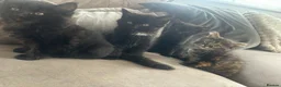 British Shorthair cats for sale: 🌟 fluffy British short hair mixed breed🌟  in Rainham - Advert 6