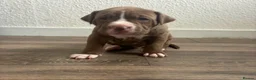 Mixed Breed dogs for sale: American bulldog x Alapaha blueblood bulldog  - Advert 5