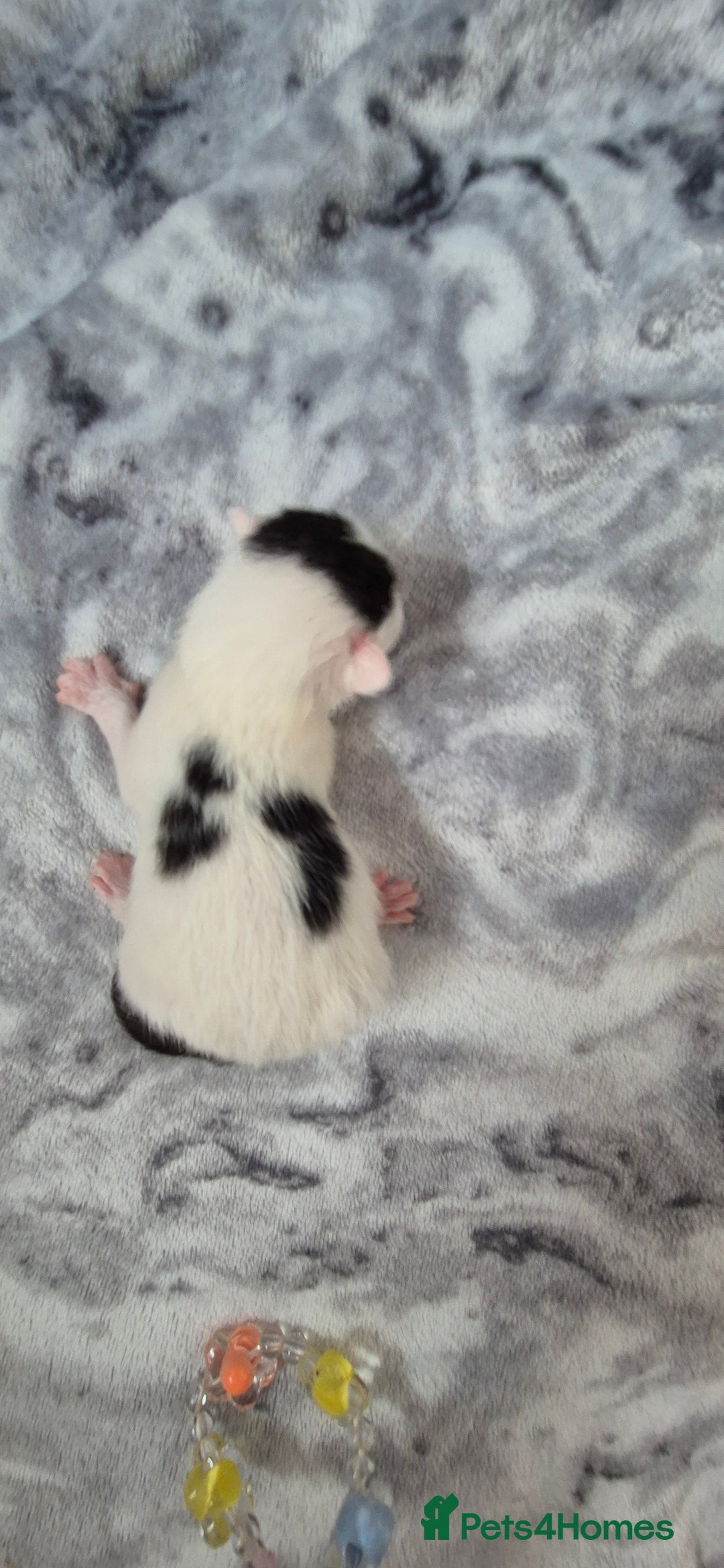 Mixed Breed cats for sale: Kittens for sale - Image 16