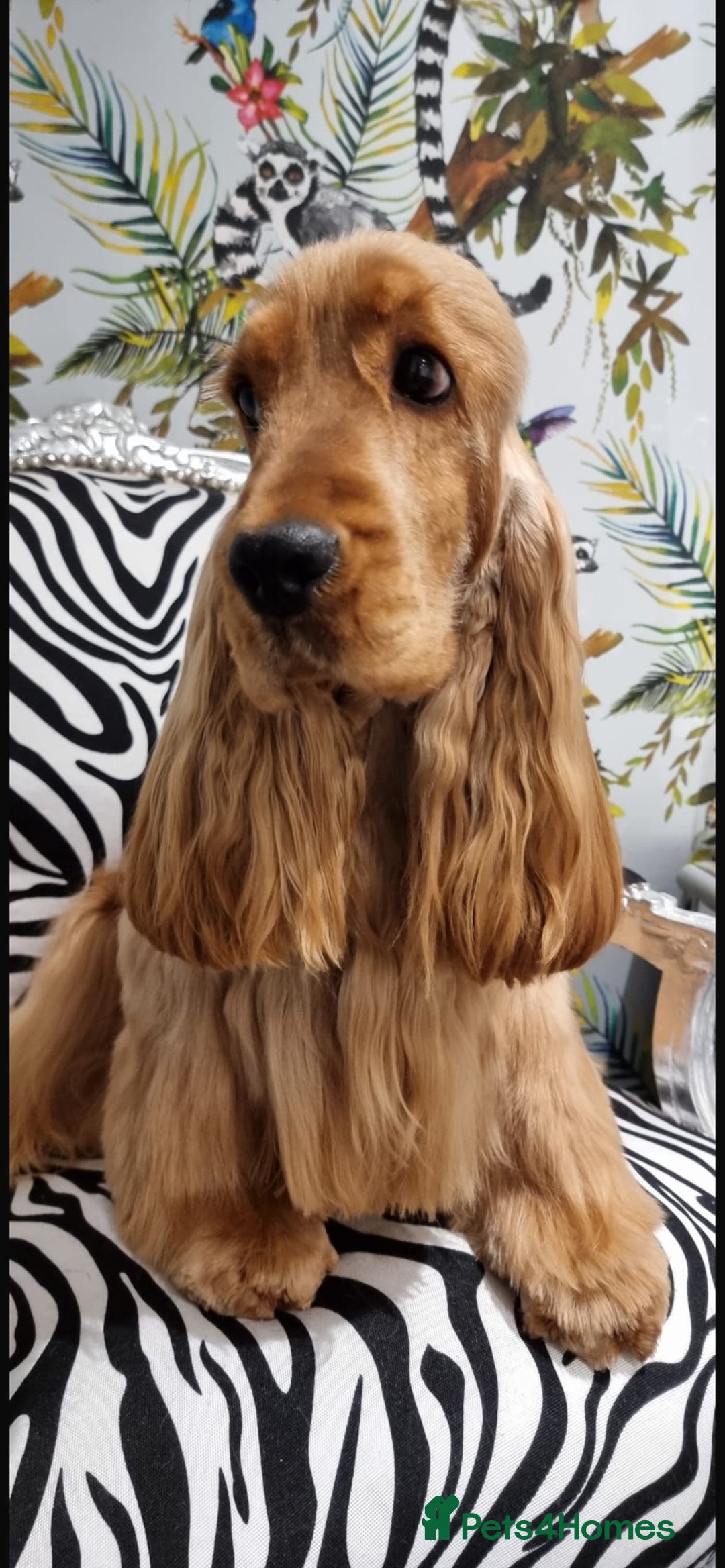 Cocker Spaniel dogs for sale: Show type cocker  spaniel “ Villaspaniol  ” kC reg - Image 13