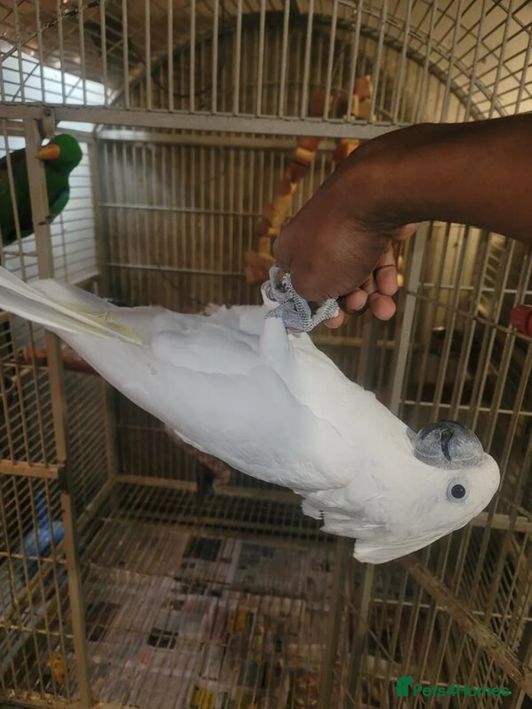Cockatoo birds for sale: Umbrella Cockatoo  in Ventnor - Advert 4