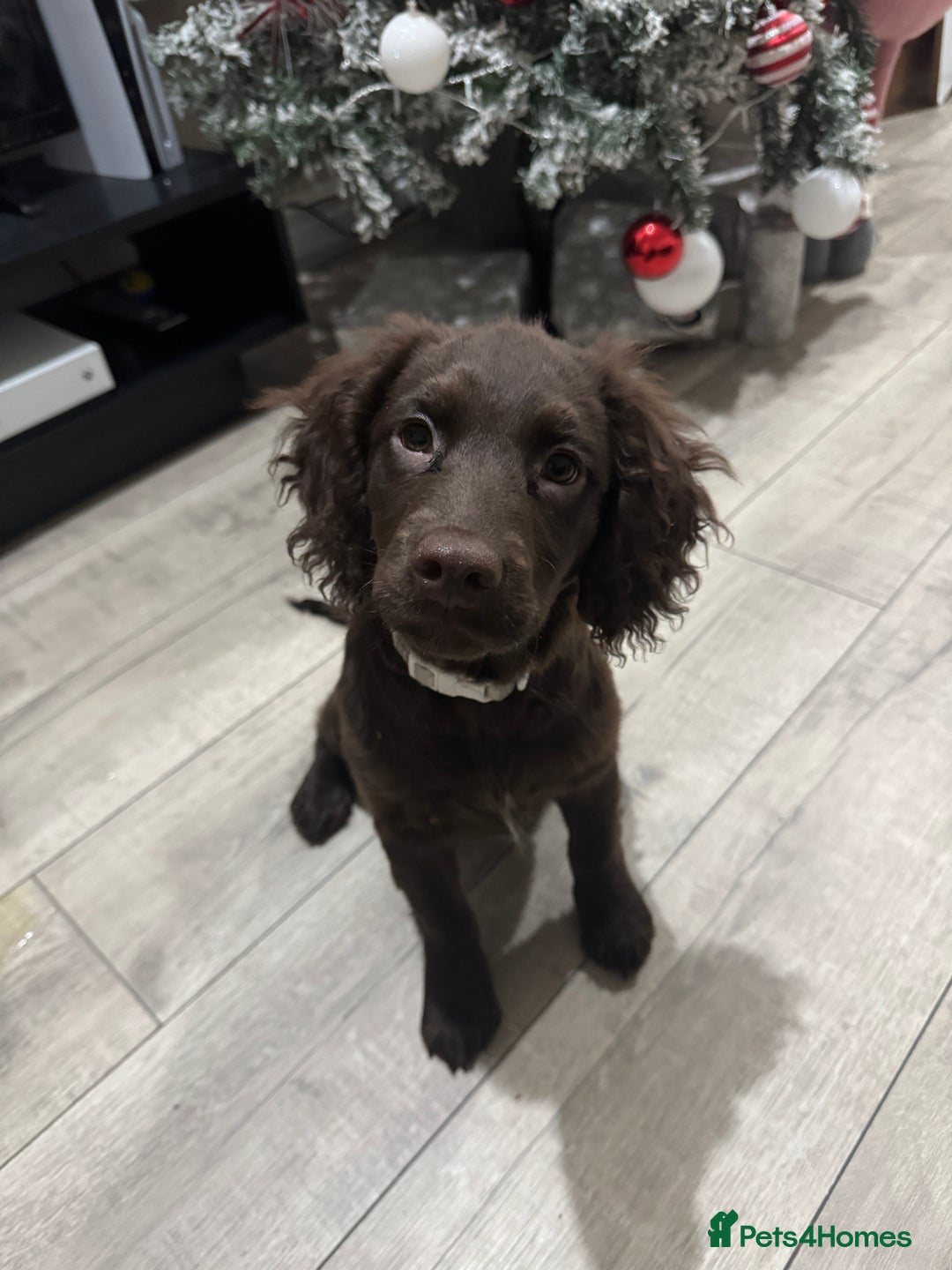 Mixed Breed dogs for sale: Rehome Sproodle 14 weeks please read - Advert 3