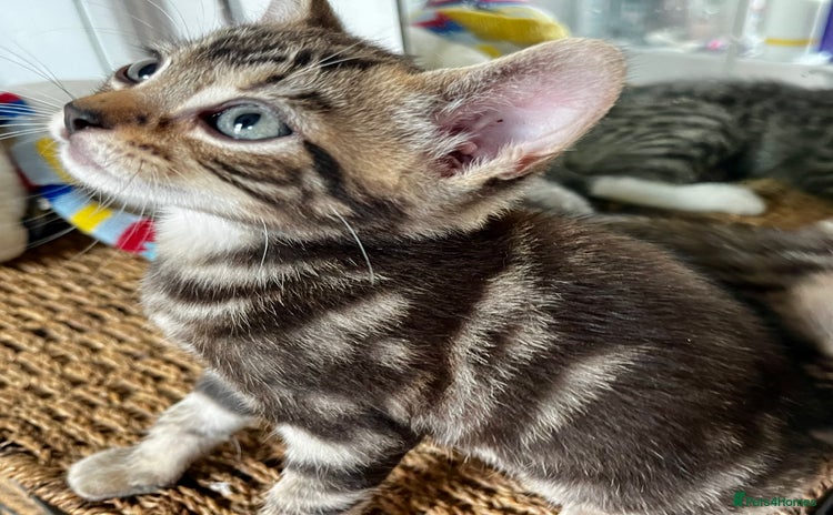 Bengal cats in Dorking - Advert 6