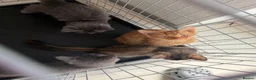 Mixed Breed cats for sale: kittens - Advert 2