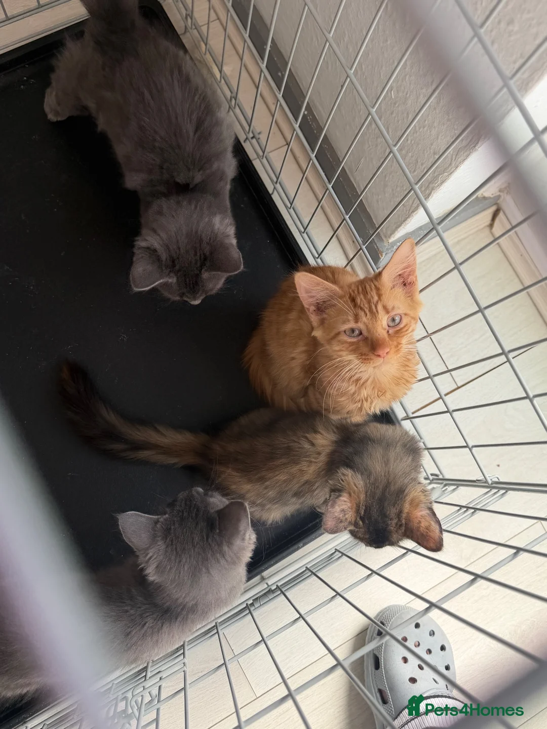 Mixed Breed cats for sale: kittens - Advert 2