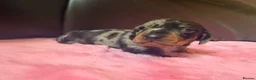 Miniature Dachshund dogs for sale: Gorgeous mini dachshund pups  - Advert 11