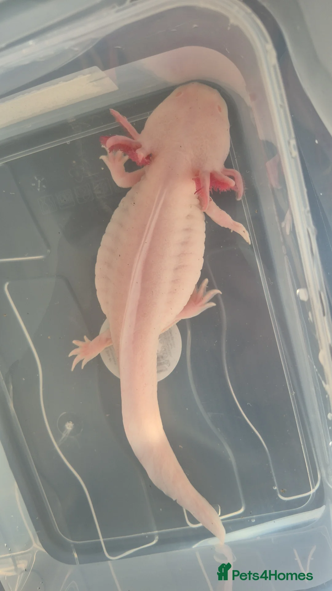 Axolotl reptiles for sale: Stunning axolotls available - male and female - Advert 1