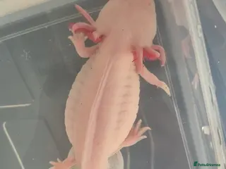 Axolotl reptiles Stunning axolotls available - male and female - Advert 7