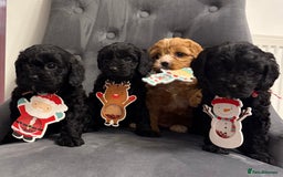 Cavapoo dogs for sale: F2 cava poo puppies  - Advert 5