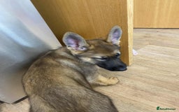 German Shepherd dogs for sale: German Shepherd puppies  - Image 5