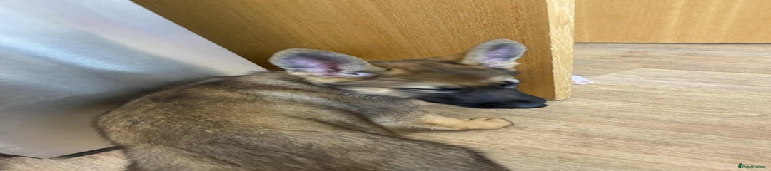 German Shepherd Puppy 2