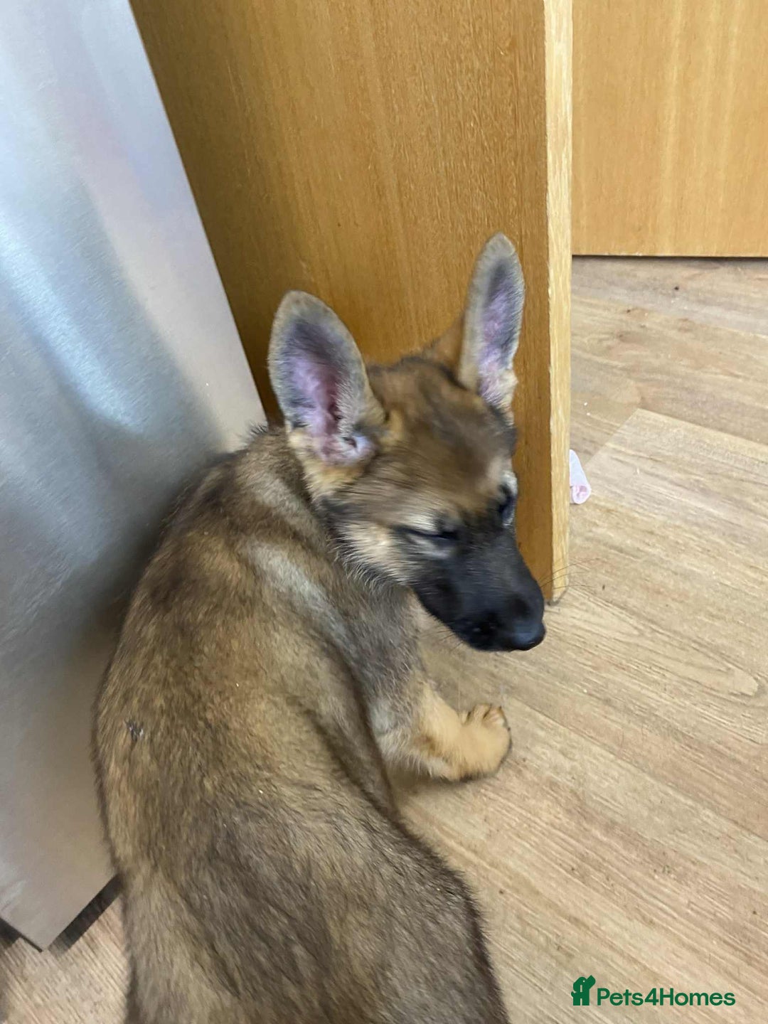 German Shepherd dogs for sale: German Shepherd puppies  - Image 5