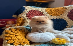 Pomeranian dogs for sale: Fabulous Pomeranian Girl Puppies  - Image 12