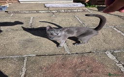 Russian Blue cats for sale: Amazing Russian Blue kitten looking for new home - Image 3