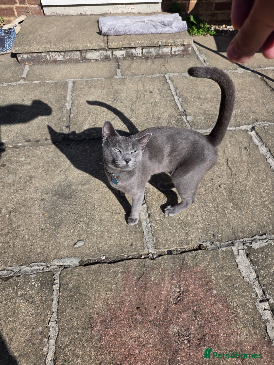 Russian Blue cats for sale: Amazing Russian Blue kitten looking for new home - Image 3