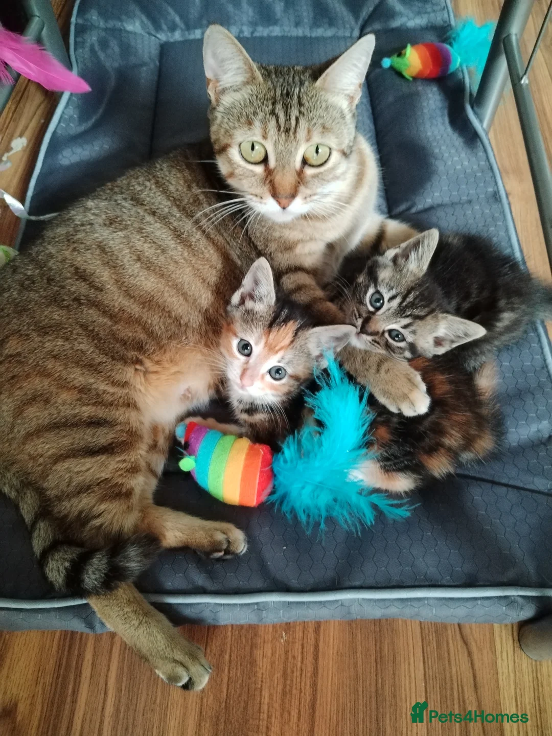 Mixed Breed cats for sale: Two kittens looking for new home  in Great Yarmouth - Advert 1