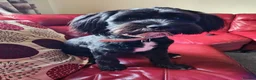 Mixed Breed dogs for sale: Labrador x Shih tzu for rehoming  - Advert 3