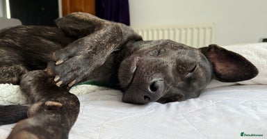 Mixed Breed dogs - Advert 8