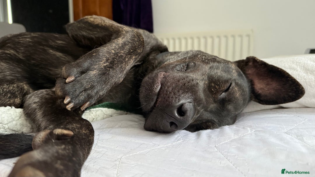 Mixed Breed dogs for sale: Bear - Staffy X German Shepherd - Image 2