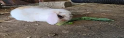 Mini Lop rabbits for sale: Tricoloured minilop ready 11th October - Advert 1