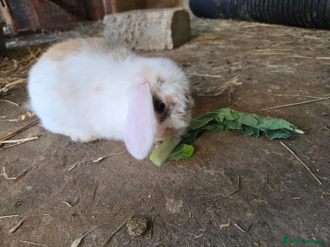Mini Lop rabbits for sale: Tricoloured minilop ready 11th October - Advert 1