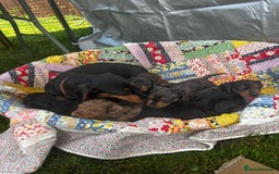 Miniature Dachshund dogs for sale: Miniature dachshund puppies  - Image 4
