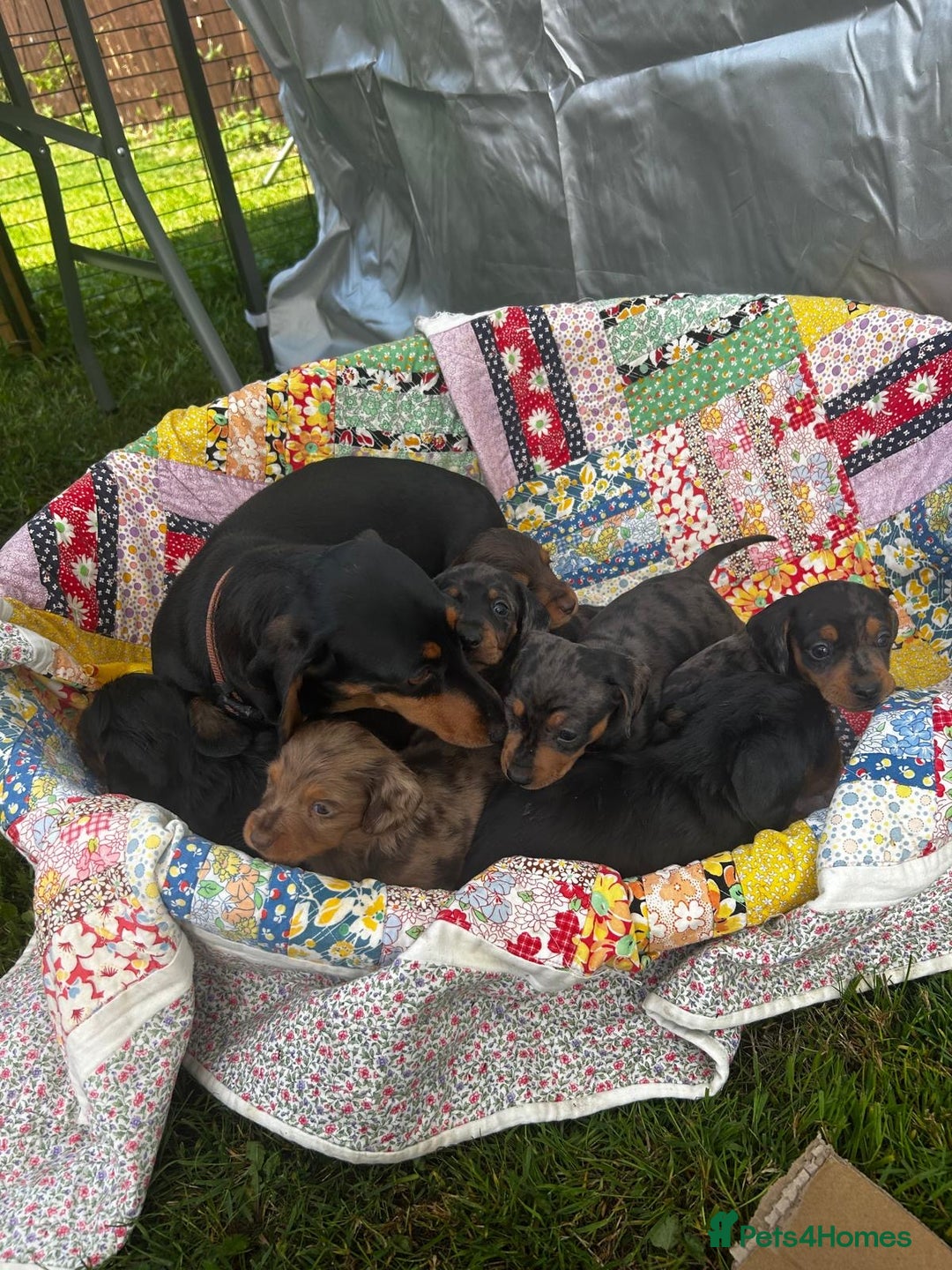 Miniature Dachshund dogs for sale: Miniature dachshund puppies  - Image 4