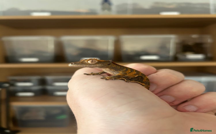 Gecko reptiles Young crested gecko + set up - Advert 1